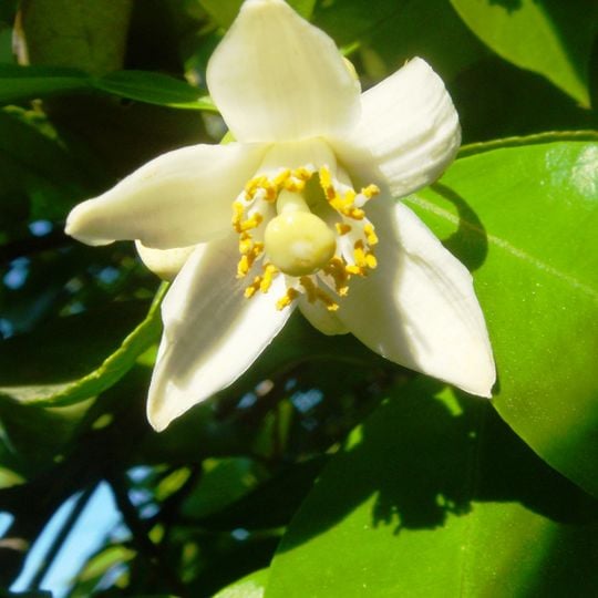 Jardín botánico Rusch