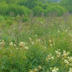 Höchenschwander Moor