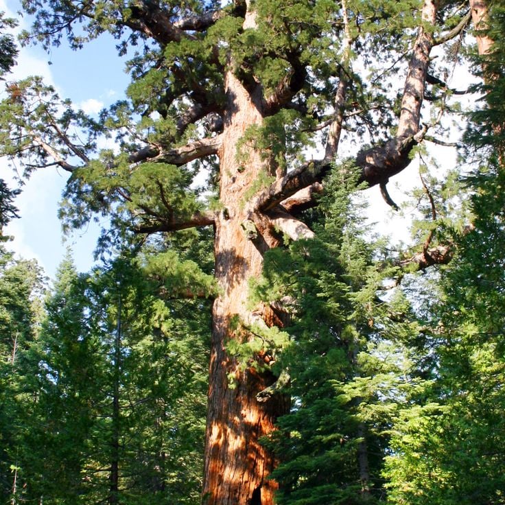 Grizzly Giant