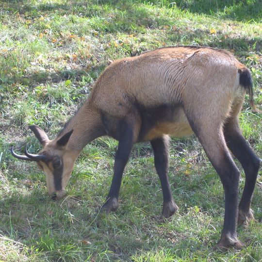 Parc animalier d'Introd