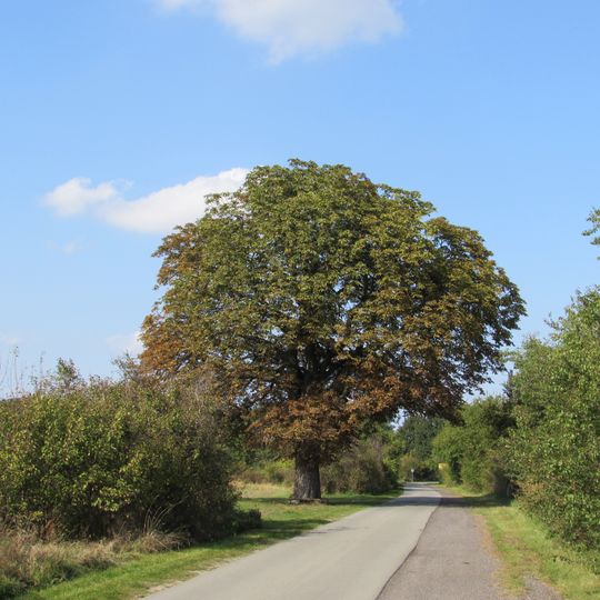 Naturdenkmal Kastanie