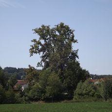 Lípy na pozemku pana Sedláčka v Otíně