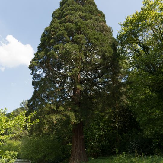 Mammutbaum am Schloss Falkenberg