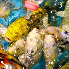 Radiant Fish World