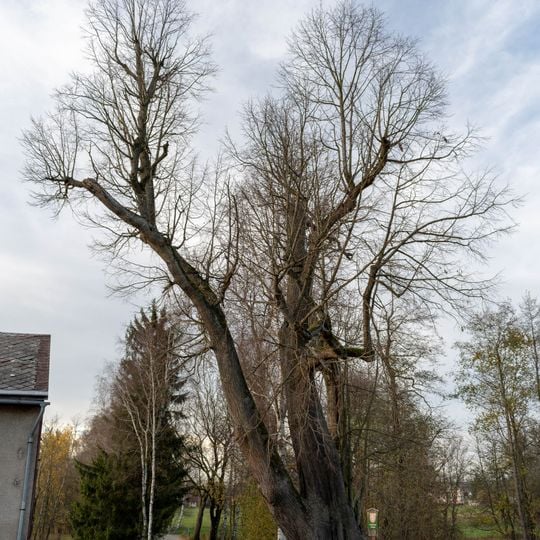 Lípa v Dolní Lipce