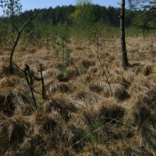 Hochmoore bei Wieckenberg