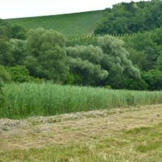 Feuchtgebiet "Sandwiesen"