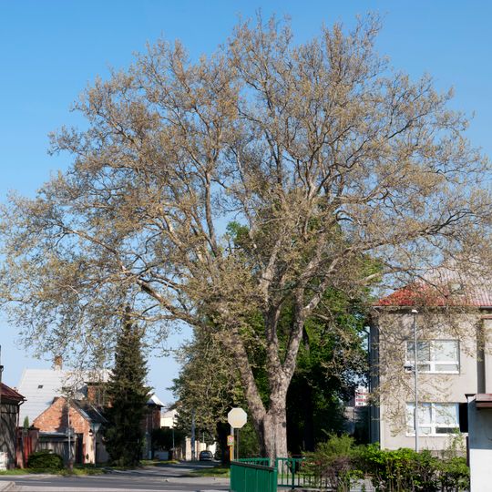 Platan u průmyslové školy