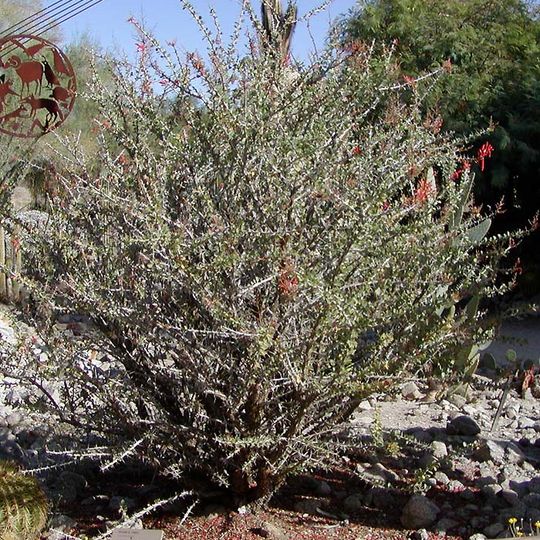 Arboreto del College of the Desert