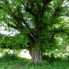 Alte Linde an der Schafstränke bei Niederofleiden