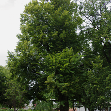 Linden auf dem Lindenplatz in Ulrichstein