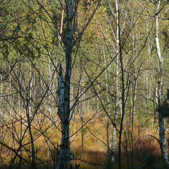 Nature reserve Mszar Bogdaniec