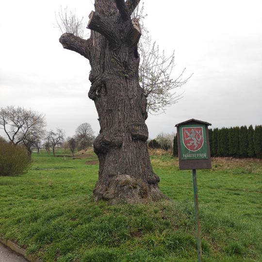 Prakšická Pear-Tree