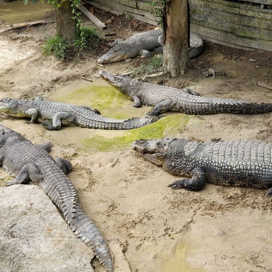 Miri Crocodile Farm