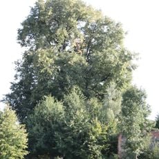 Lípa rabiňačka (Háj u Habartic)