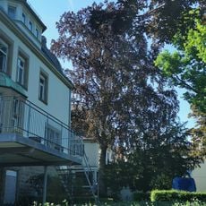 Blutbuche "Hölderlinstr. 3"