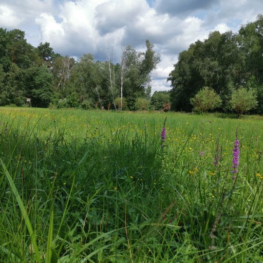 Försterwiese Frauensee