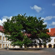 Buk na nádvoří zámku