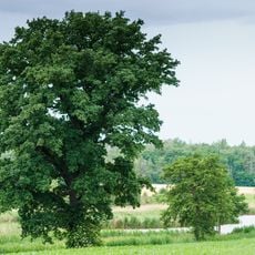 Eiche am Stolpenteich, Heyda