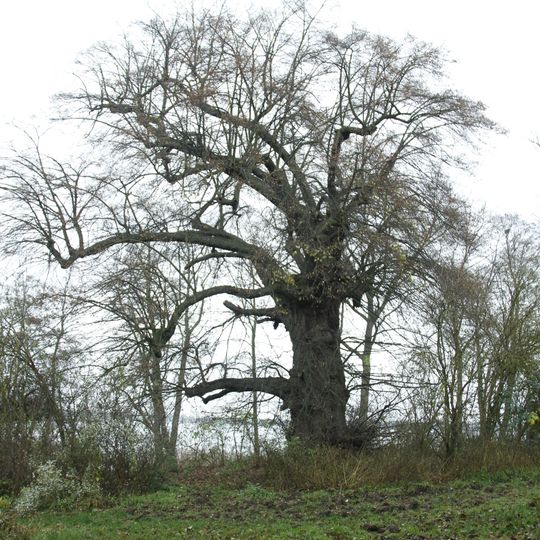 Naturdenkmal Winter-Linde Pehlitzwerder, am Nordwest-Ufer in Brodowin