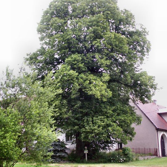 Vernéřovická lípa