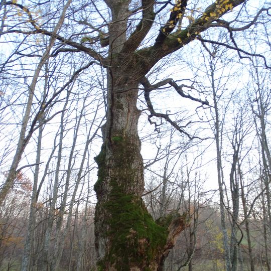 Žvirblaukio ąžuolas