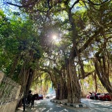 Zamalek tree