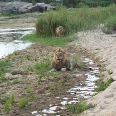 Sabi Sand Private Game Reserve