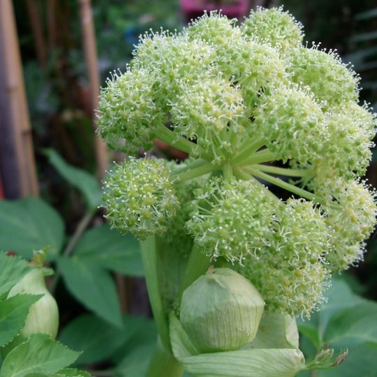 Jardín Botánico de Sannois des Plantes Médicinales