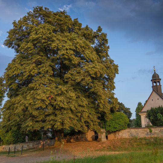 Lípa u kaple sv. Odilona