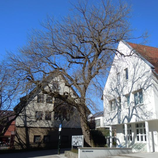 Maulbeerbaum "Oberdorfplatz"