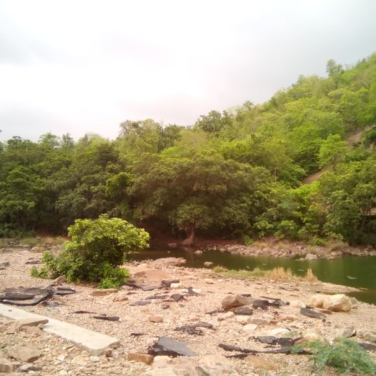 Polo forest