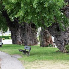 Baumgruppe: 4 Kanadische Pappeln