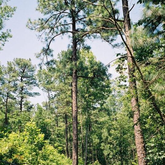 Mountain Longleaf National Wildlife Refuge
