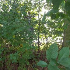 Kříž jihozápadně od Březiny u rozcestí