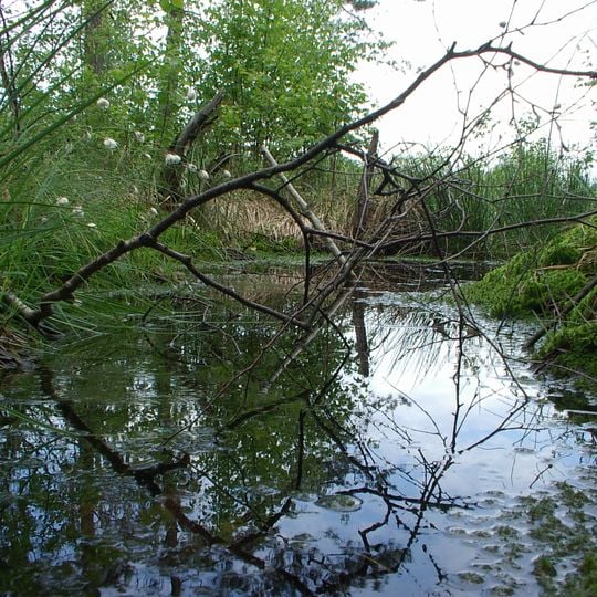 Nature reserve Torfowisko Rąbień