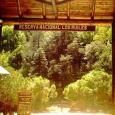 Los Ruiles National Reserve