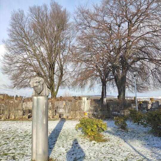 Buky v Krásném Poli