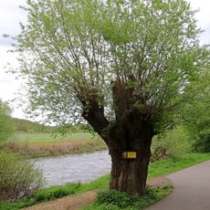 Salix x rubens in Rochlitz