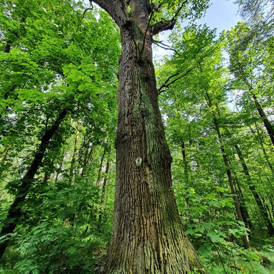 Eiche im Forst Gruna