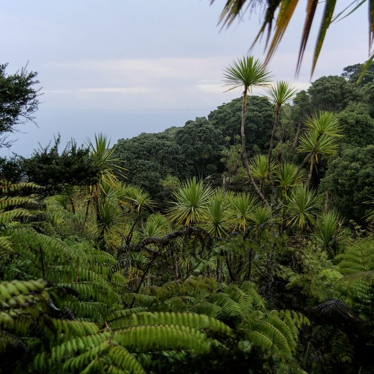 Isola Tiritiri Matangi