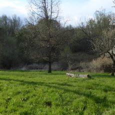 Feuchtgebiet im Gewann Beutwang