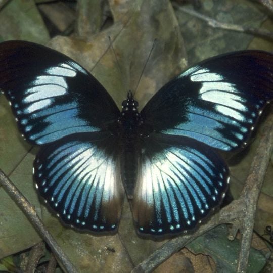 Parco nazionale di Los Altos de Nsork