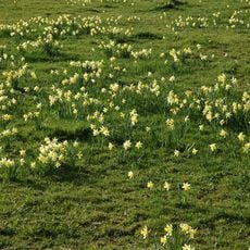 Kempley Daffodil Meadow