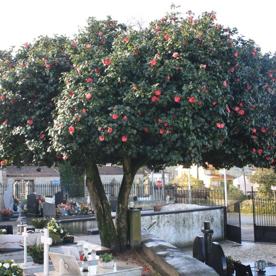 Árvore isolada em Cemitério de Agrela