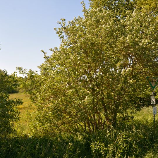 Kleiner Geestrücken südlich Dörpling