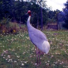 Parc zoologique du Livradois