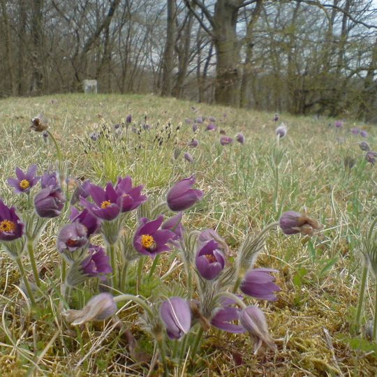 Steppenheide "Untere Steig"