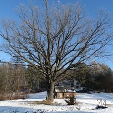 Giedraitiškių ąžuolas