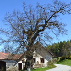 Památná lípa malolistá v Radňově